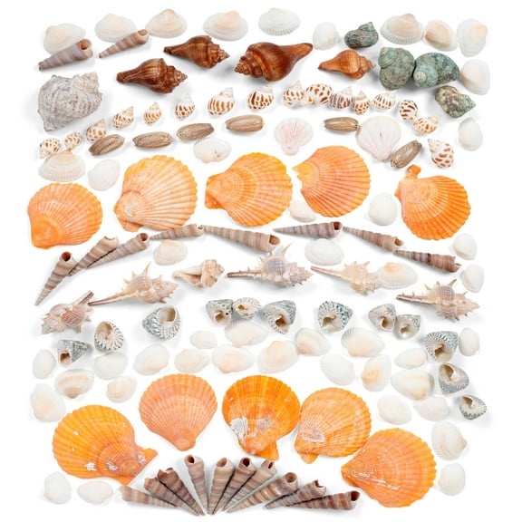 Lot de 30 x Medium Sea Shells Craft Home Décor Coquille-Craft